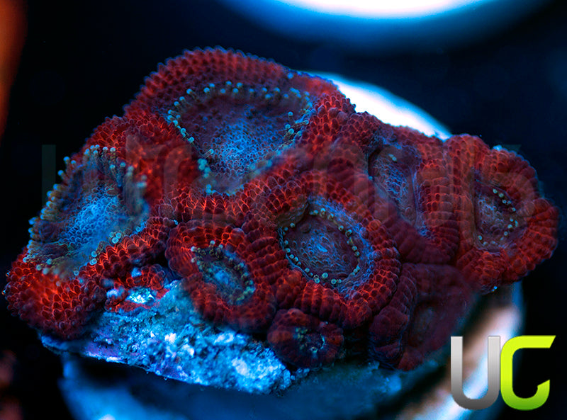NEW RELEASE: UC Superhero Micro Amakusensis