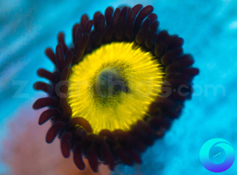 Black Bella