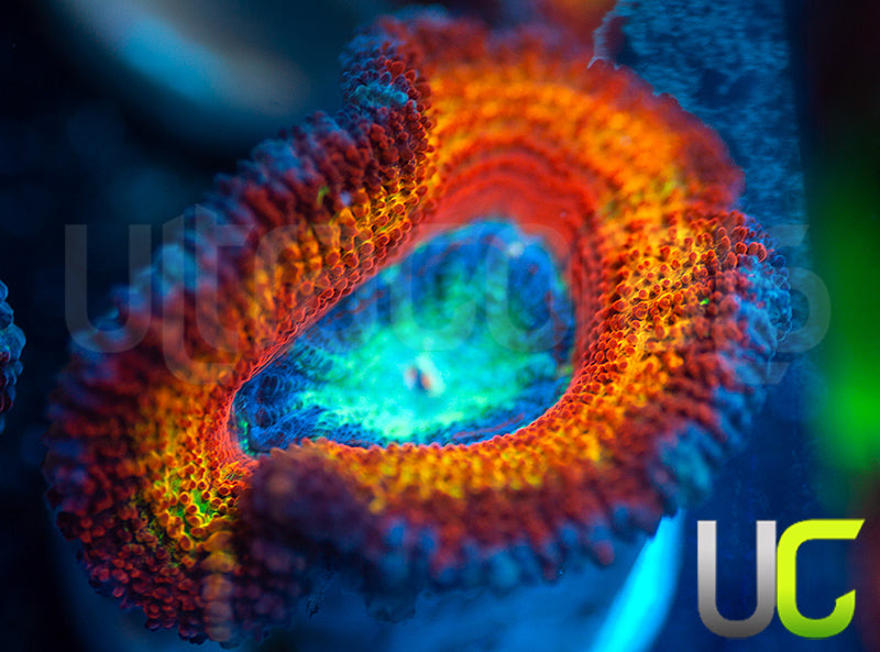 UC Blue Mystique Micro Lord