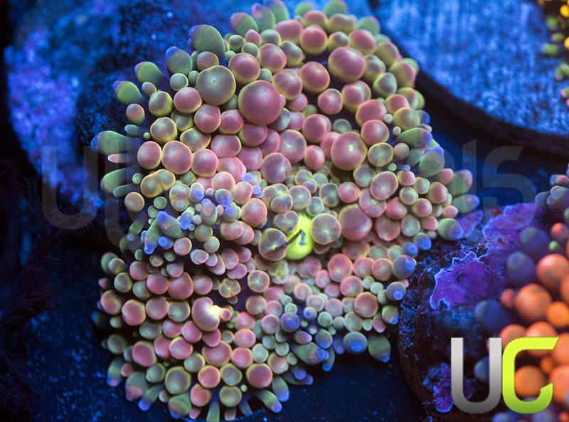 Ultra Pink Bubble Ricordea Florida