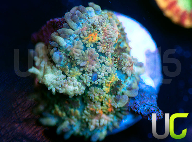 UC Magic Mushroom