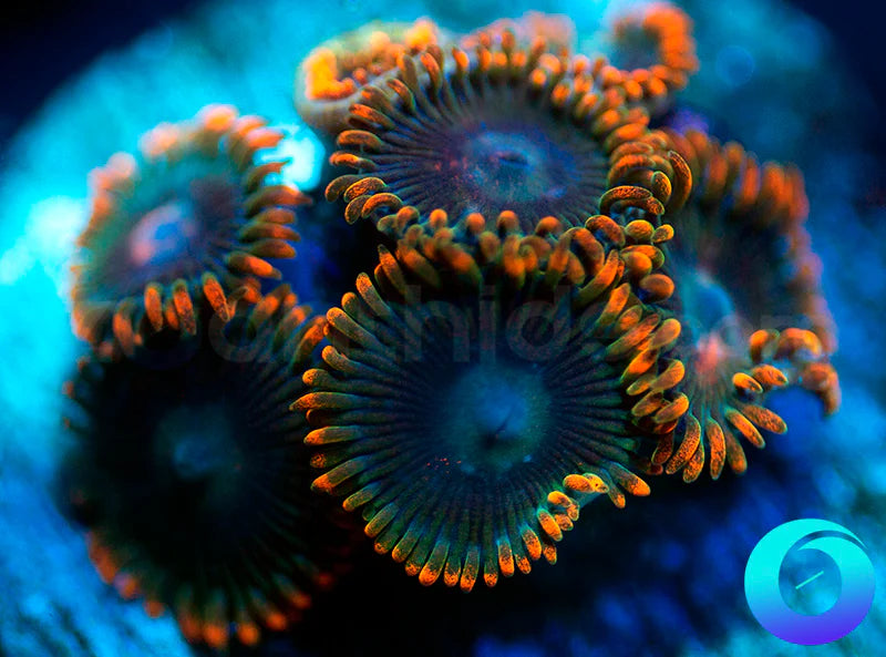 Ultraviolets