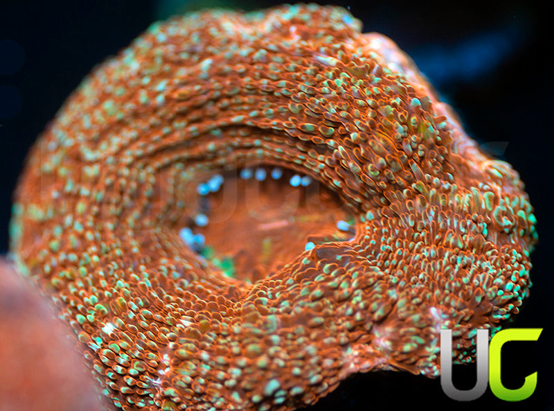 UC Gold Lust Bower