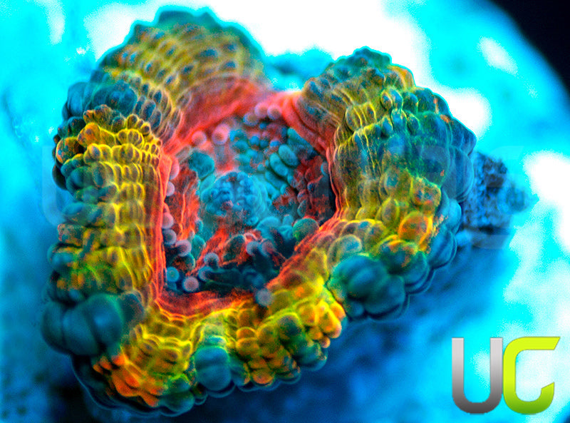 NEW RELEASE: UC Head Hunter Micro Lord