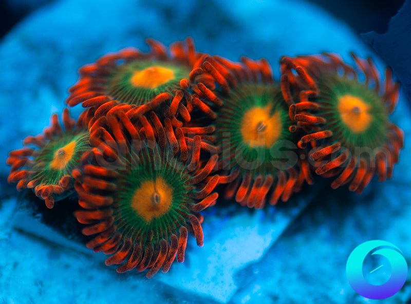 Gatorades
