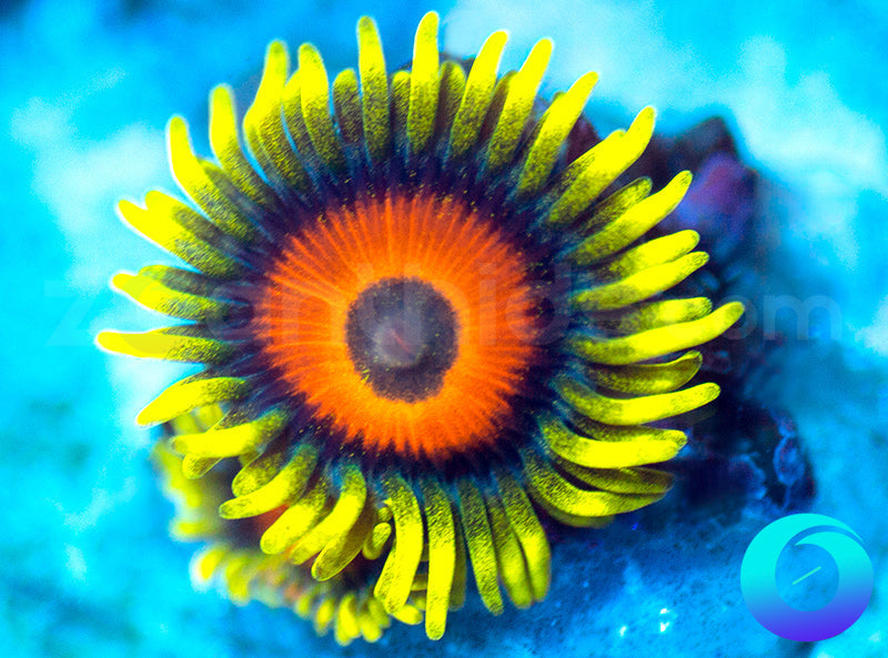 Super Sunflower