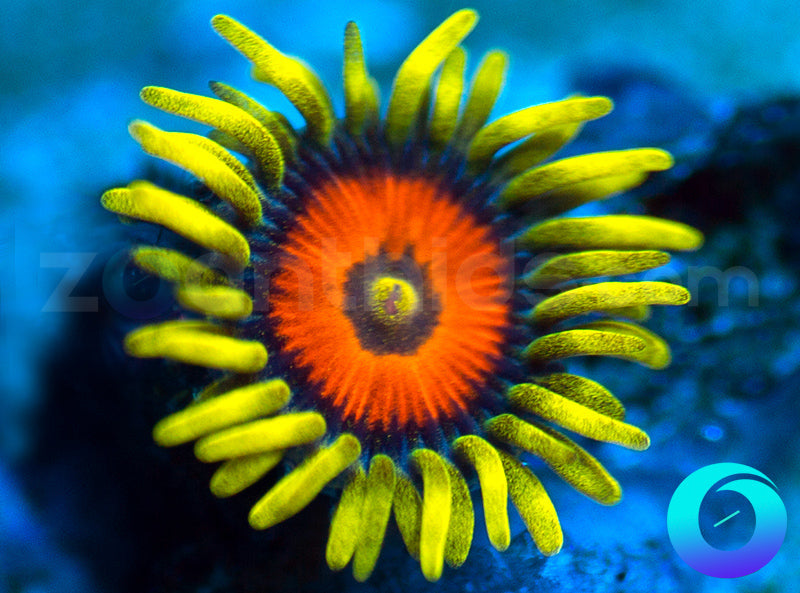 Super Sunflower