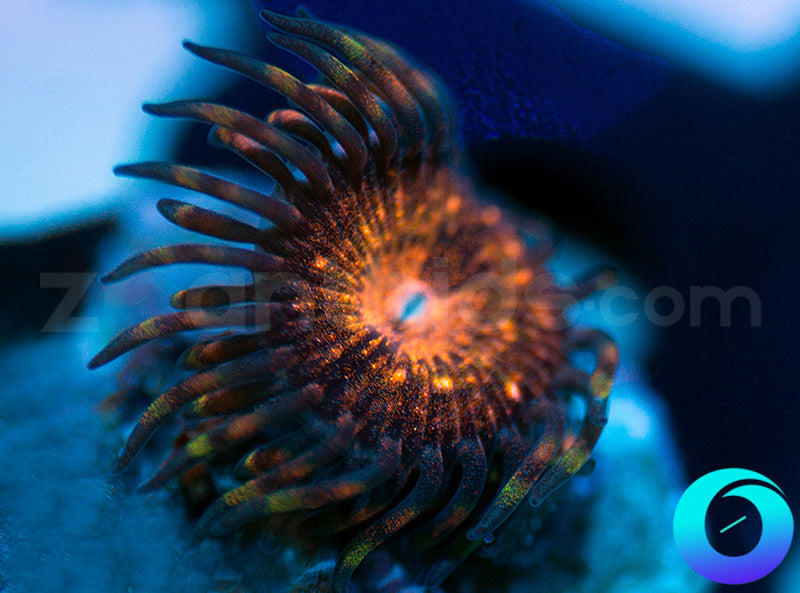 Pandora