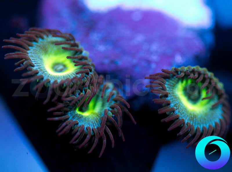 WOW Protopaly