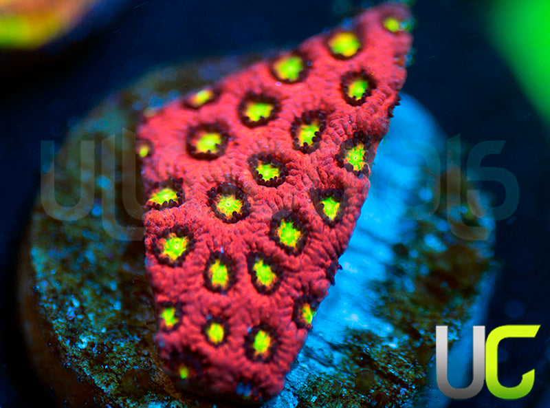 UC Sweet Tart Madracis