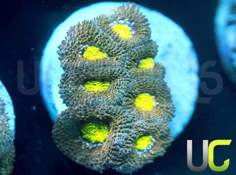 UC Mind Teaser Micromussa Amakusensis