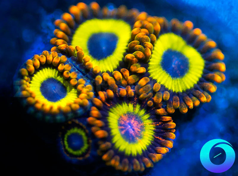 Fruit Loops