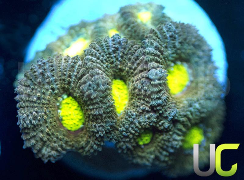 UC Mind Teaser Micromussa Amakusensis