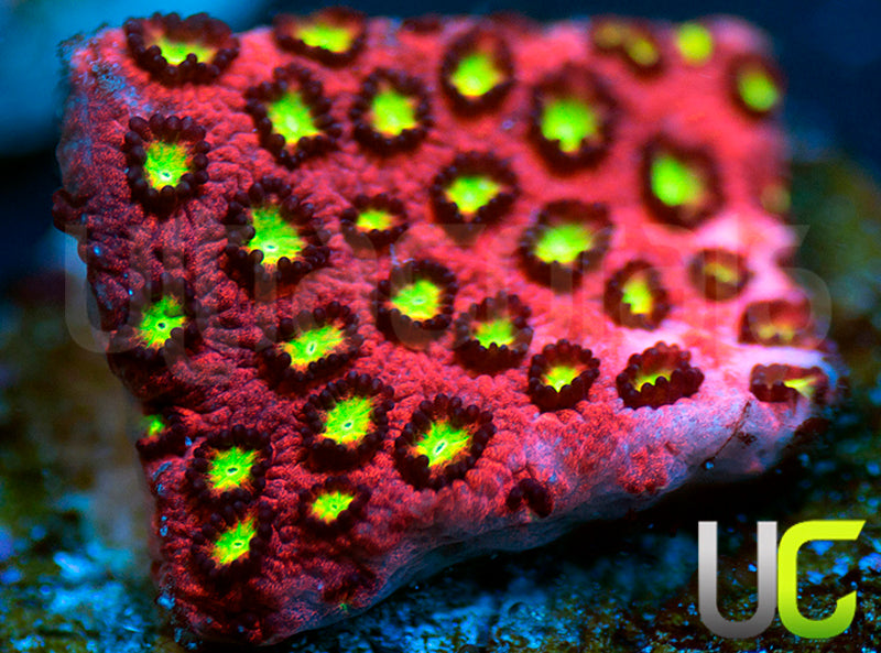 UC Sweet Tart Madracis