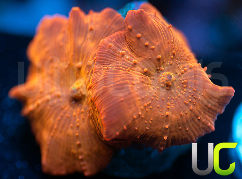 UC Fanta Mushroom