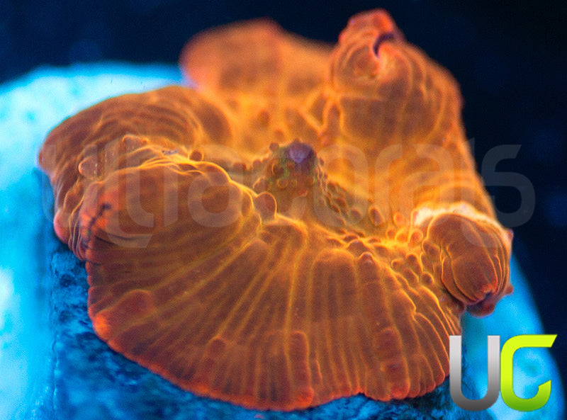 UC Fanta Mushroom