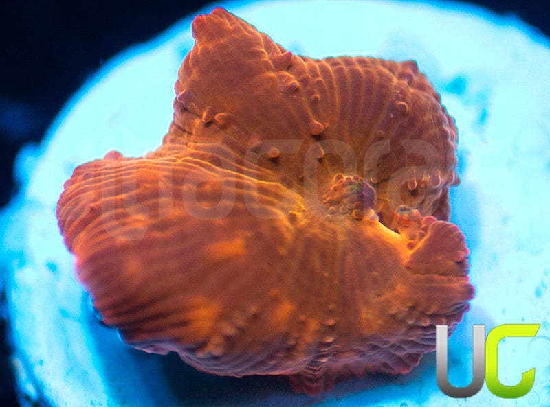 UC Fanta Mushroom