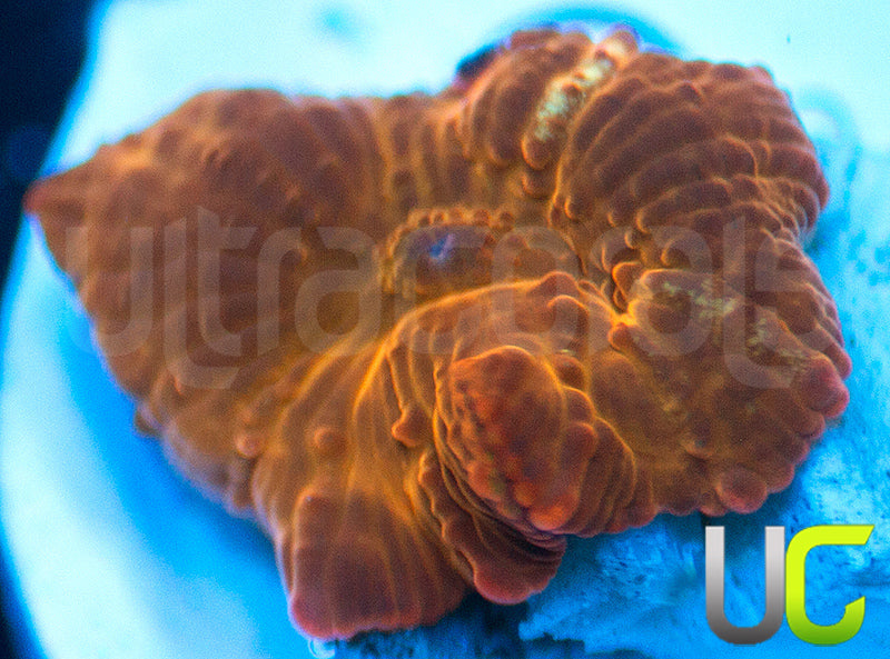 UC Fanta Mushroom