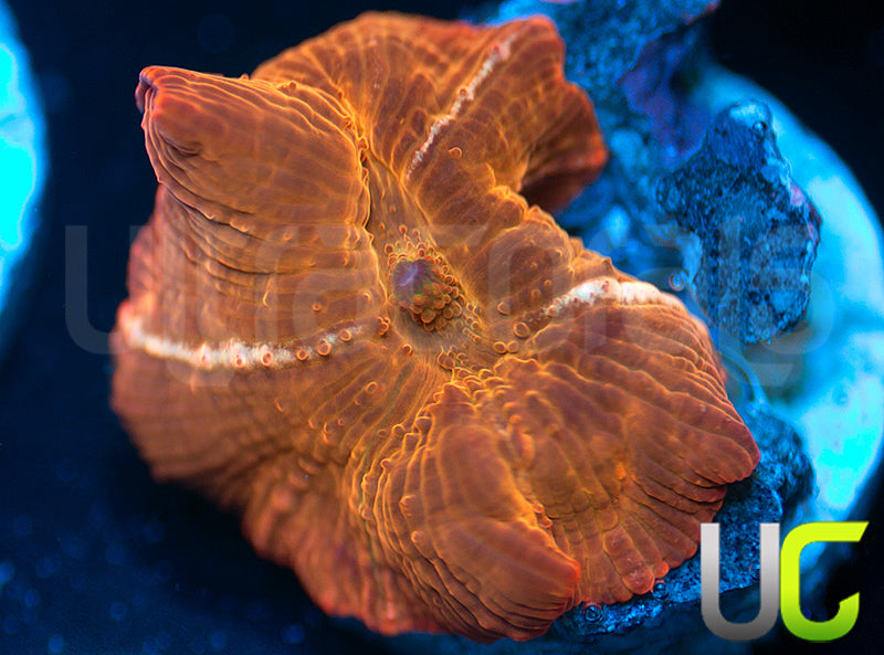 UC Fanta Mushroom
