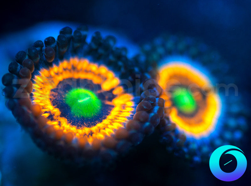 Neon Nights