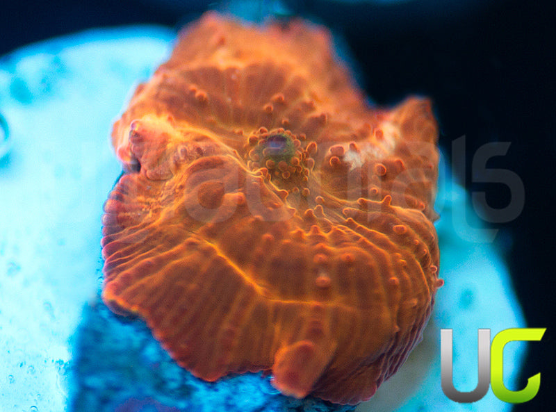 UC Fanta Mushroom