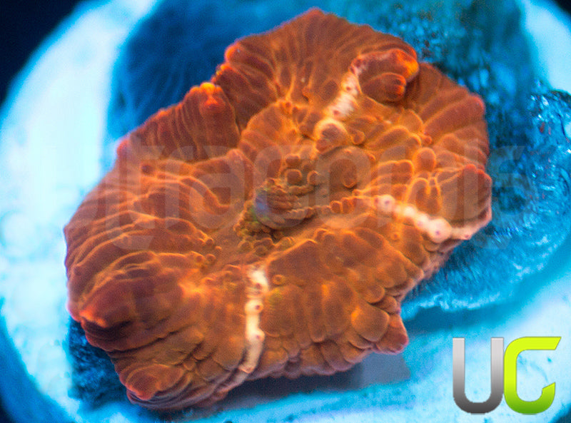 UC Fanta Mushroom