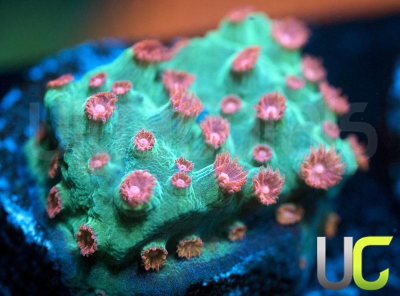 Meteor Shower Cyphastrea