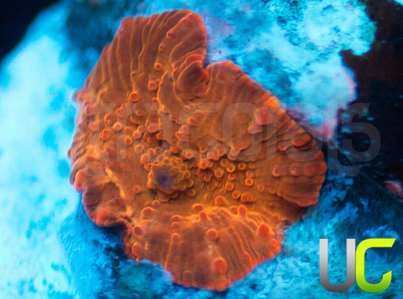 UC Fanta Mushroom