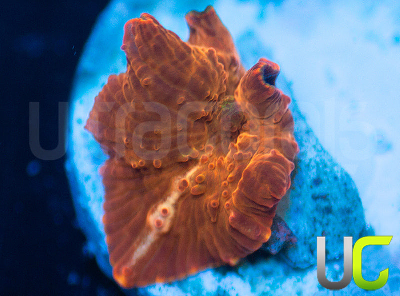UC Fanta Mushroom