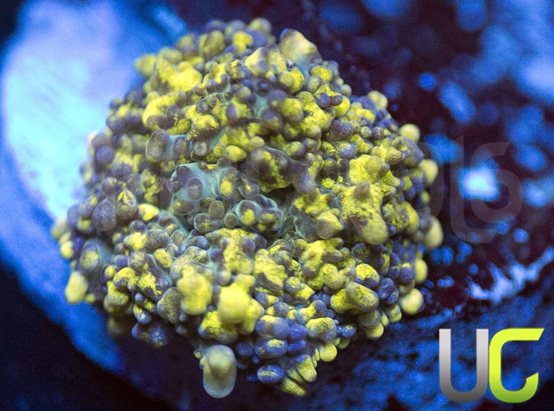 UC Plutonium Bounce Mushroom