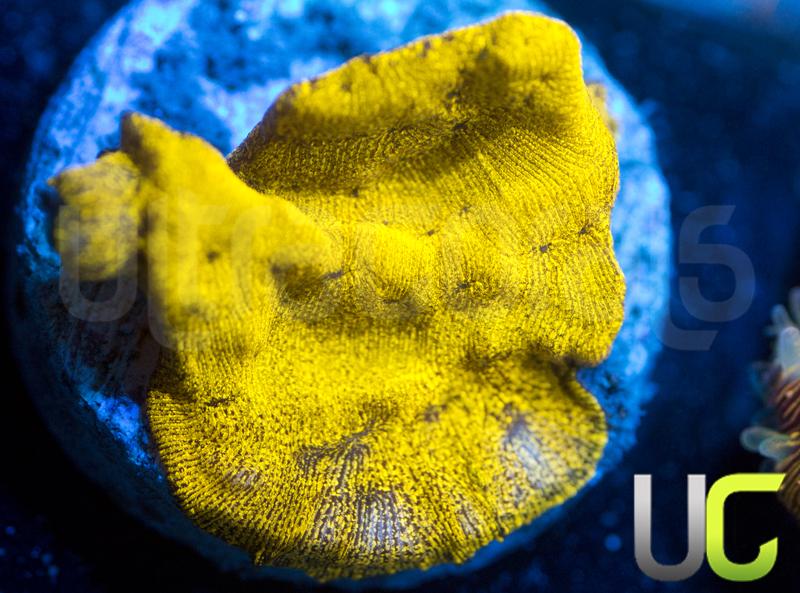 UC Golden Dragon Lepto