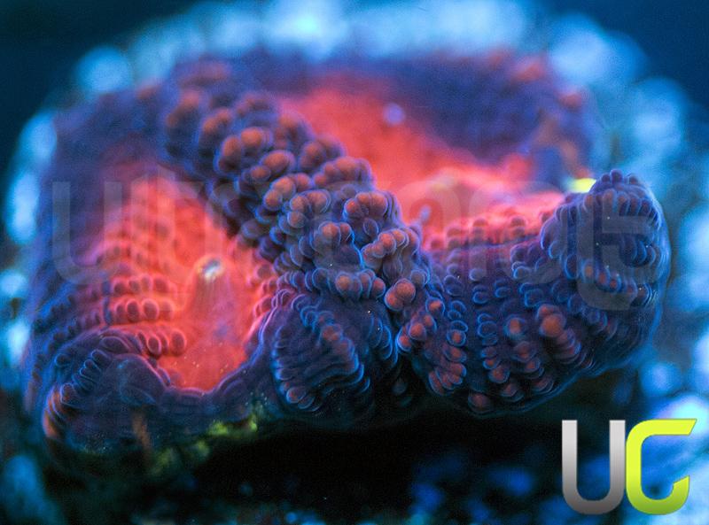 UC Bloodsucker Favia