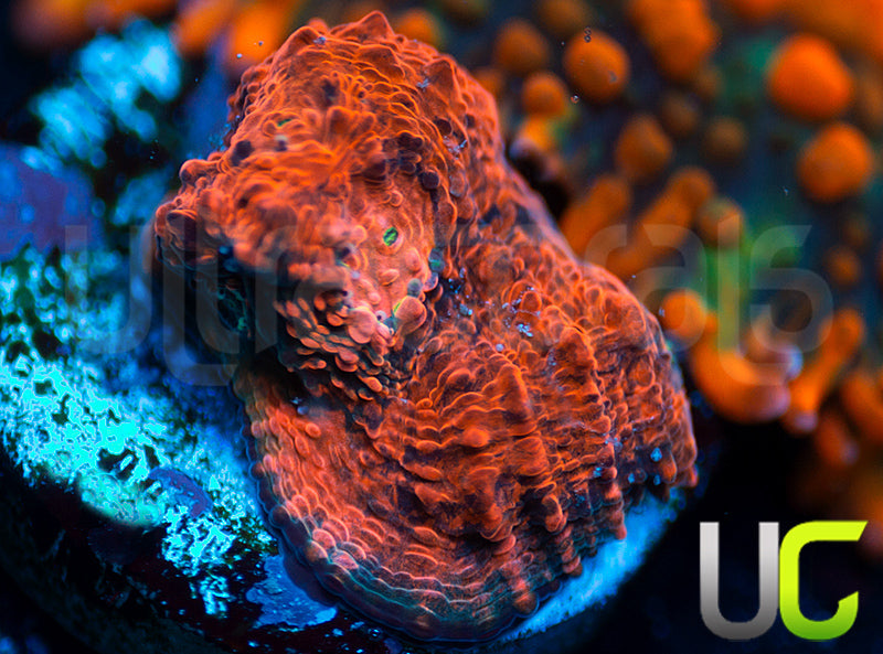 UC Black Dhalia Chalice