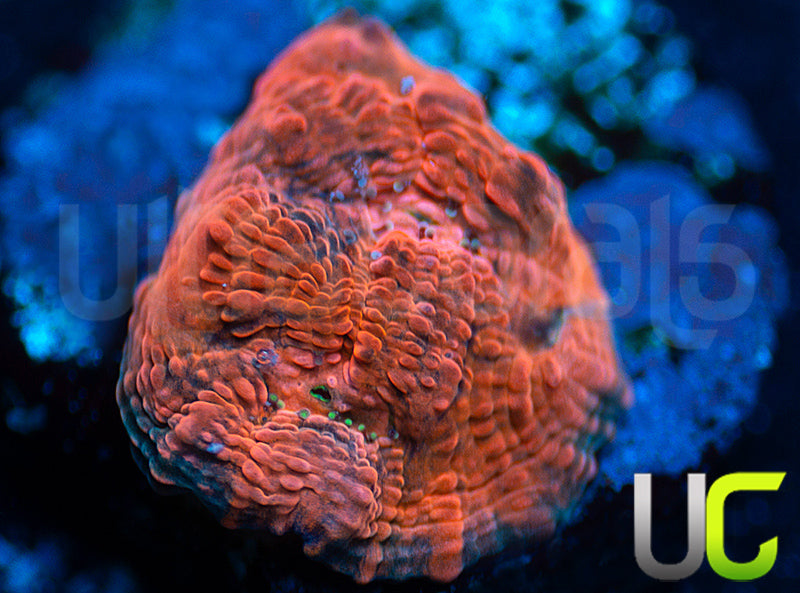 UC Black Dhalia Chalice
