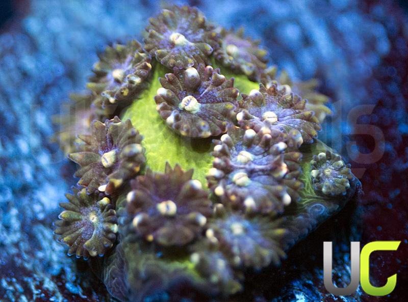 Skull Scratcher Cyphastrea Agassizi