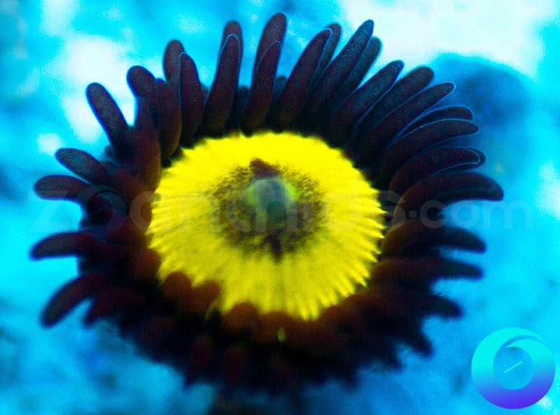 Black Bella