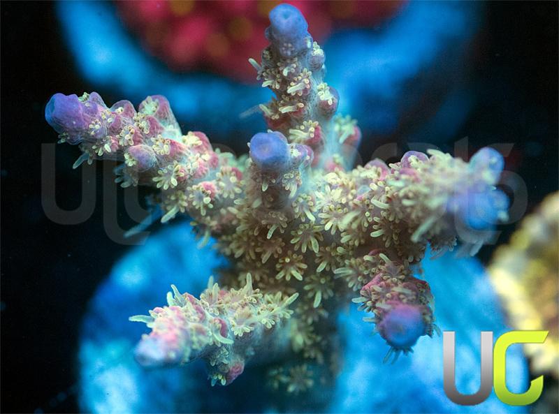 NEW RELEASE UC Lunatic Acro