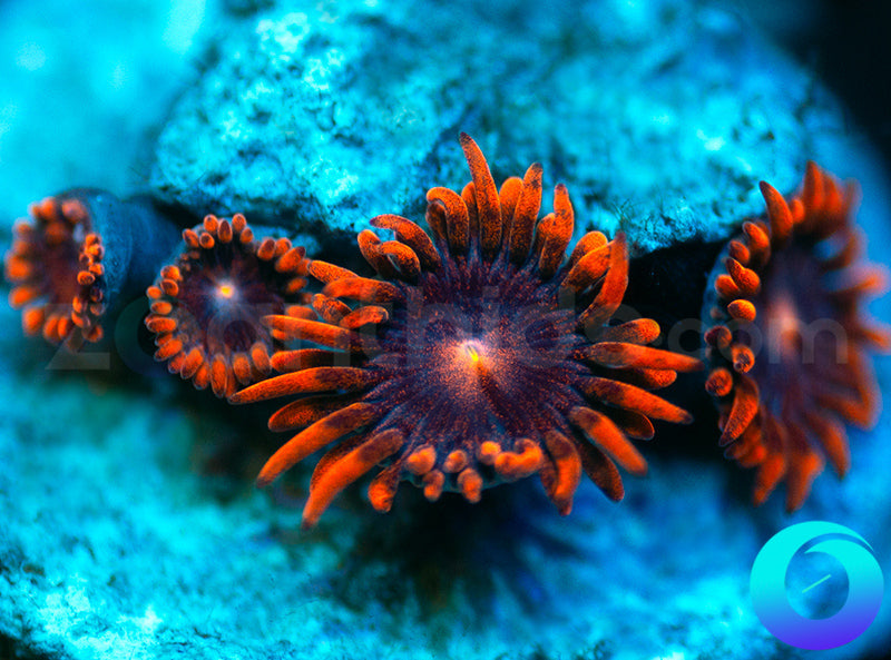 Fire and Ice