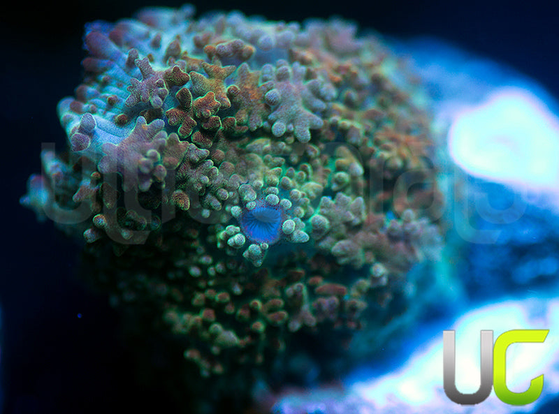 UC Magic Mushroom