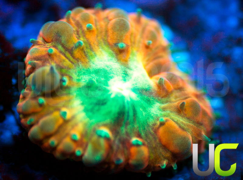 UC Tangerine Blasto