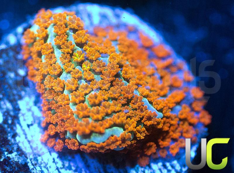 JF Aquaman Monti