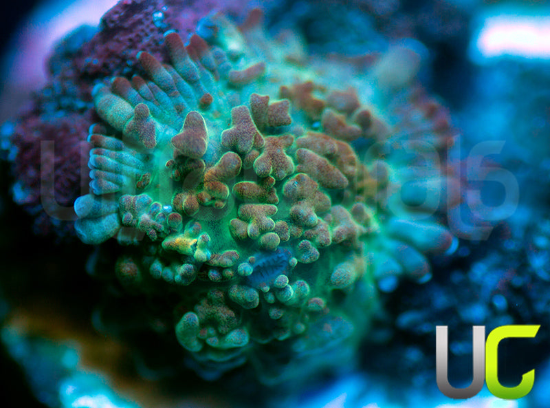 UC Magic Mushroom