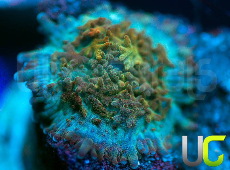 UC Magic Mushroom