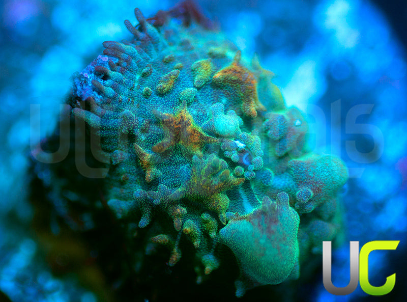 UC Magic Mushroom
