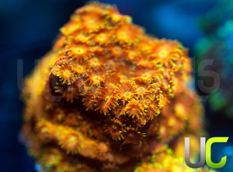 WWC Hi-C Cyphastrea