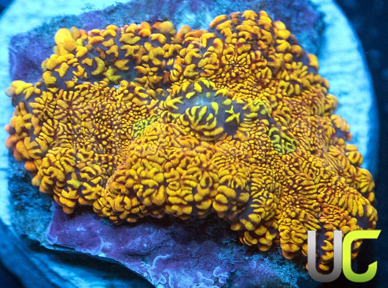 NEW Release UC Grand Slam Mushroom