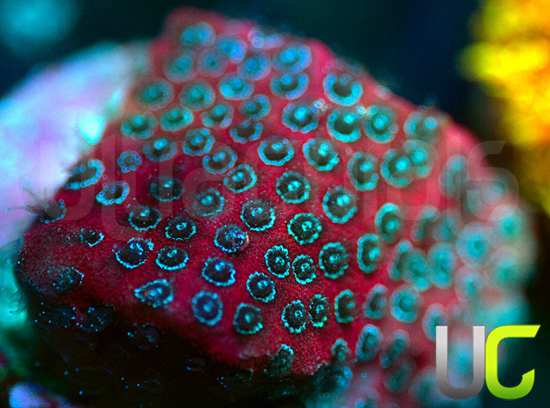Darth Maul Porites