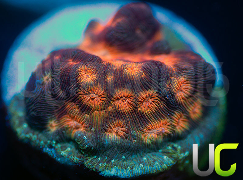 UC Plutonium Lepto