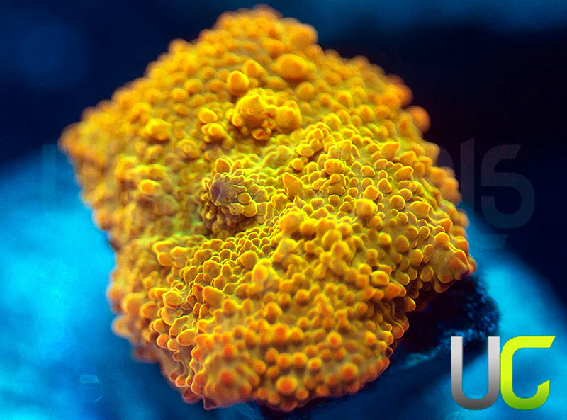 Jawbreaker Mushroom