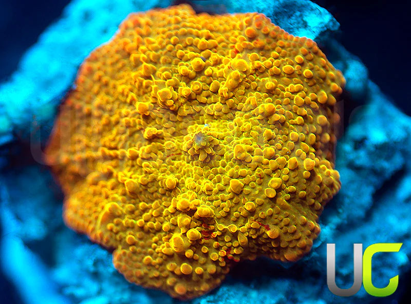 Jawbreaker Mushroom